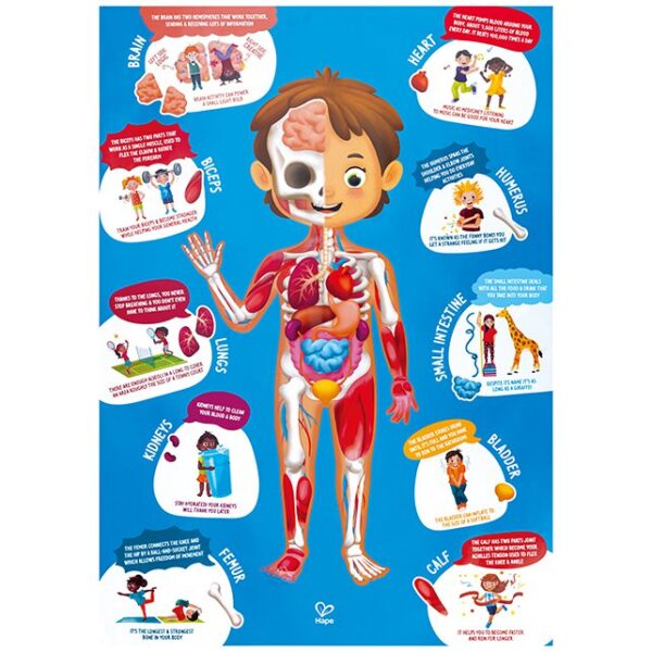 lichaam puzzel poster