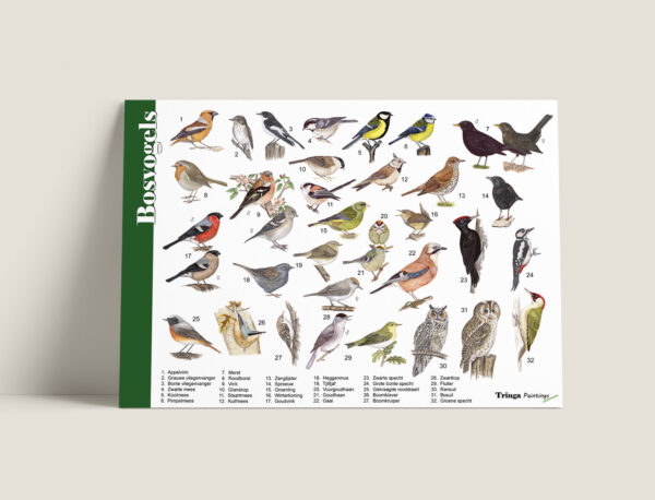 Herkenningskaart Bosvogels
