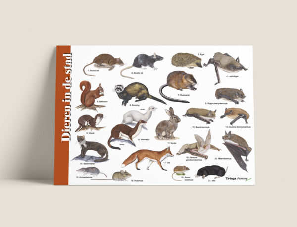 Herkenningskaart dieren in de stad