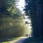 in het bos (1)