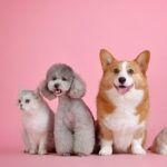 pets-3715733_1280 (1)