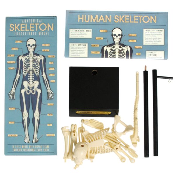 skelet3