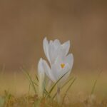 crocus-7079550_1280 (2)