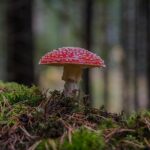 mushroom-3051519_1280 (1)