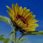 sunflower-1536088_1280 (1)