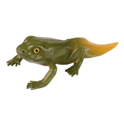 kikker1