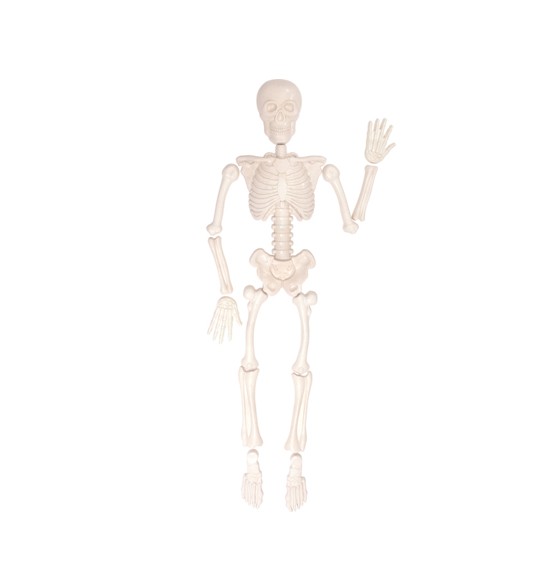 skelet