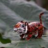 MierEdu – 3D Puzzel Build & Sound – tijger bouwpakket
