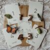 Wildebras Lifecycle Flashcards Vlinder – Educatief Montessori natuur speelgoed bij Het Speellab