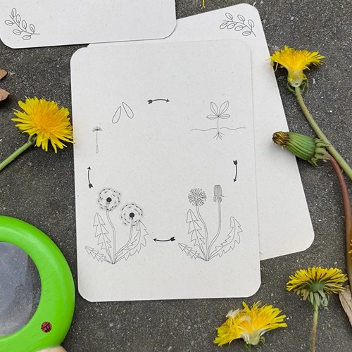 Wildebras lifecycle flashcards bij lieveheersbeestje en bloemen – educatief Montessori materiaal voor natuuronderwijs