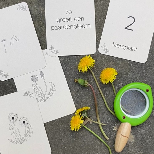 Wildebras lifecycle flashcards bij lieveheersbeestje en bloemen – educatief Montessori materiaal voor natuuronderwijs
