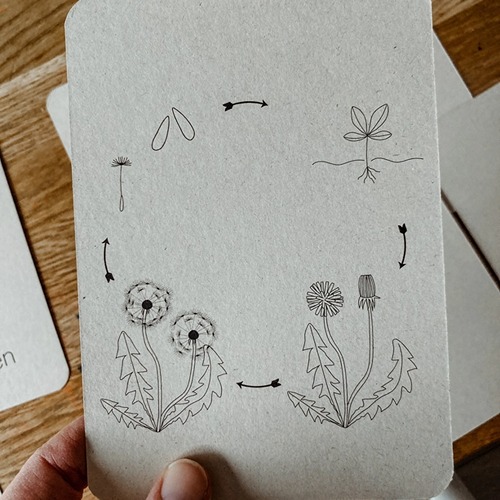 Wildebras lifecycle flashcards bij lieveheersbeestje en bloemen – educatief Montessori materiaal voor natuuronderwijs