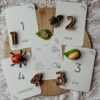 Wildebras lifecycle flashcards lieveheersbeestje – educatief Montessori speelgoed voor natuuronderwijs