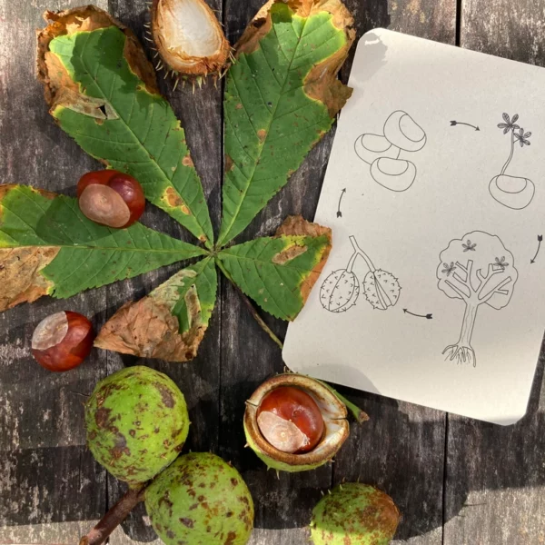 Wildebras lifecycle flashcards pompoen kastanje eikel paddenstoel – educatief Montessori speelgoed bij Het Speellab